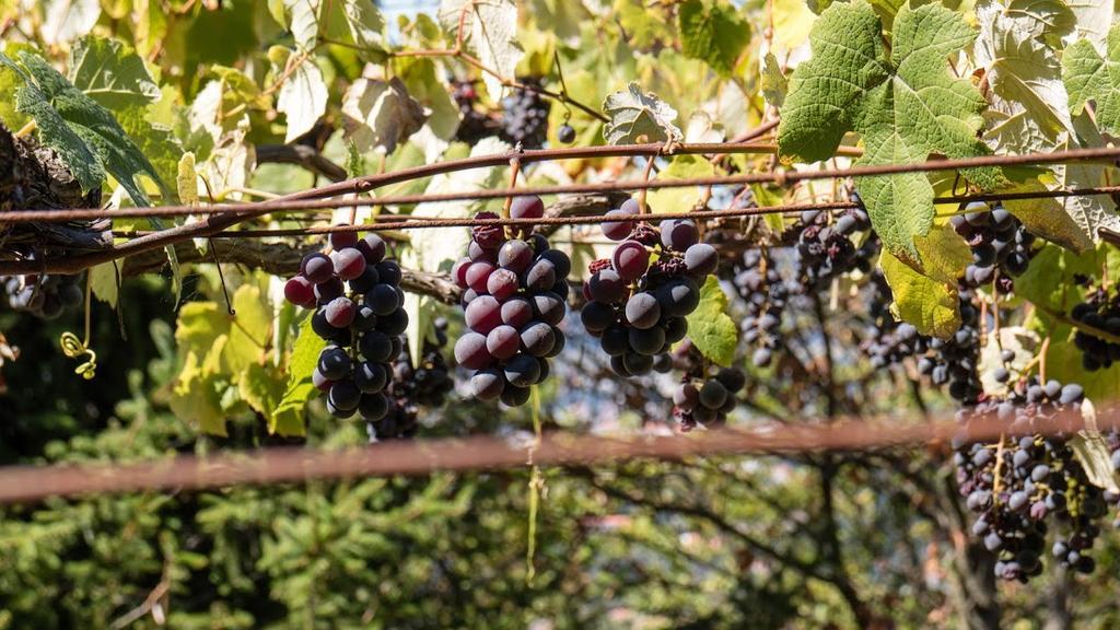 Quinta Das Leiras Santo Tirso Eksteriør billede